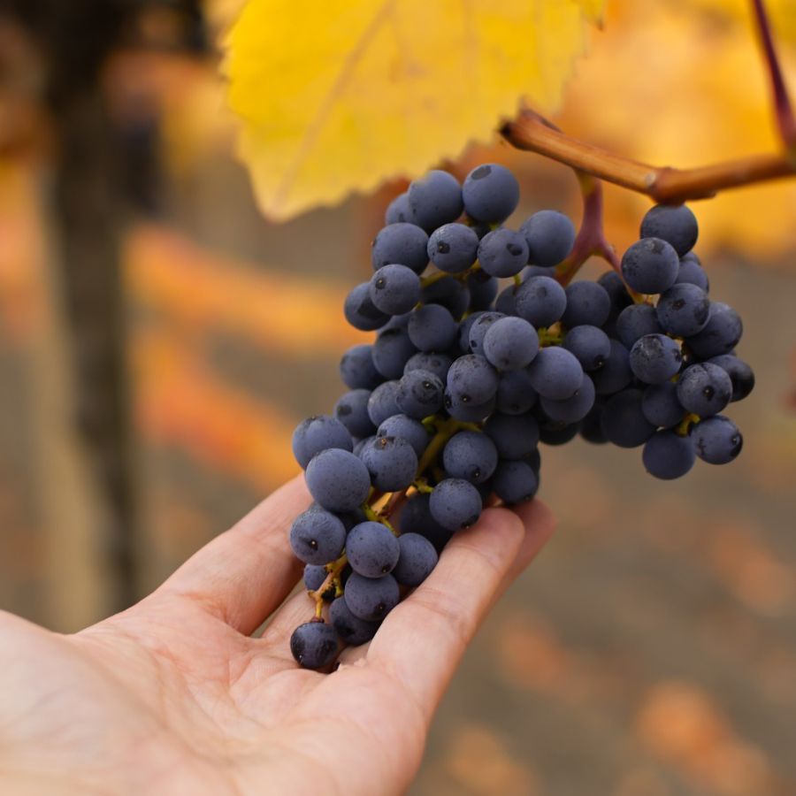 19. September, 19:30 Uhr, Bremserabend